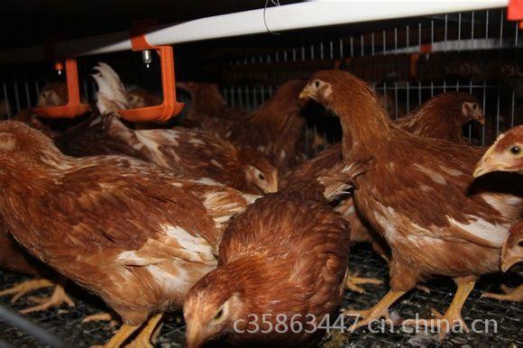 农业 畜禽种苗 本厂常年出售海兰褐青年鸡,体重到位,防疫达标  下一个