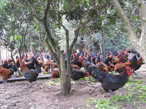 石棉草科鸡 建场10年后成为省级种畜禽场